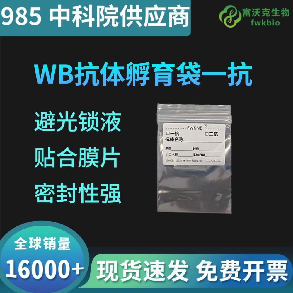 WB抗体孵育袋一抗
